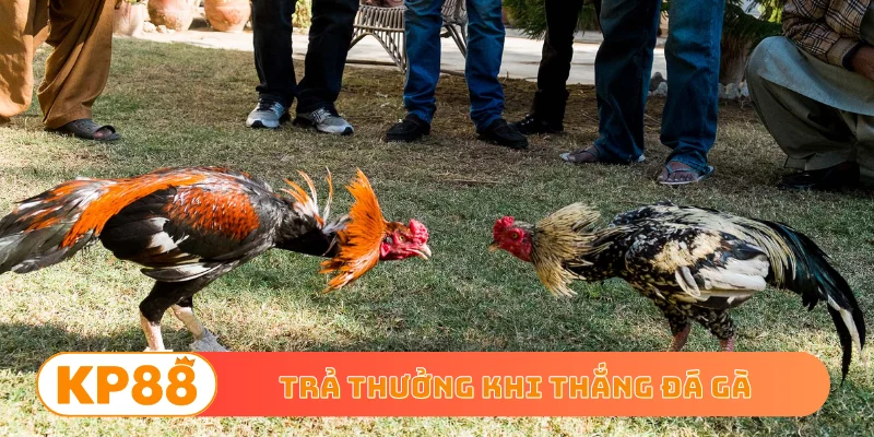 Trả thưởng khi thắng đá gà